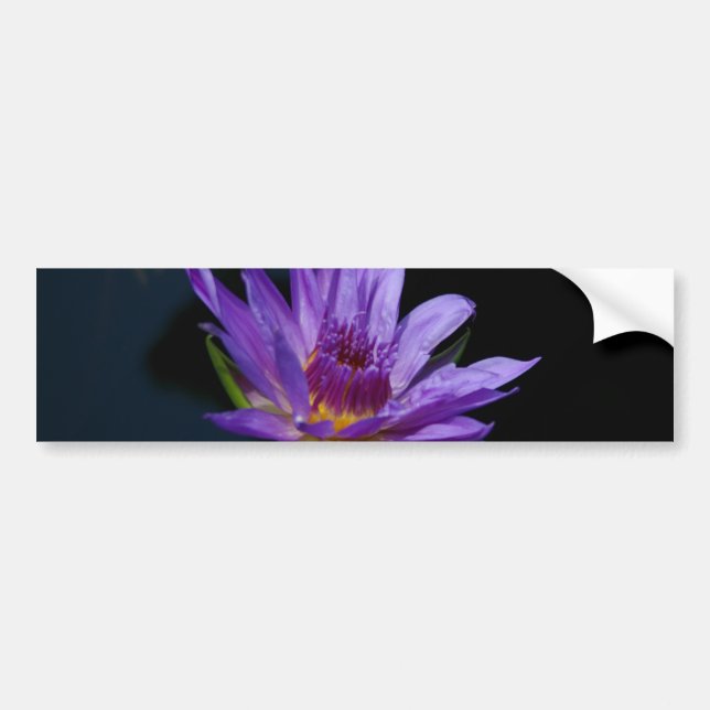 Adesivo Para Carro Purple Waterlily Lotus (Frente)