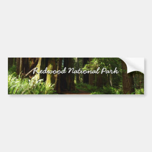 Adesivo Para Carro Redwoods e Samambaias no Parque Nacional Redwood