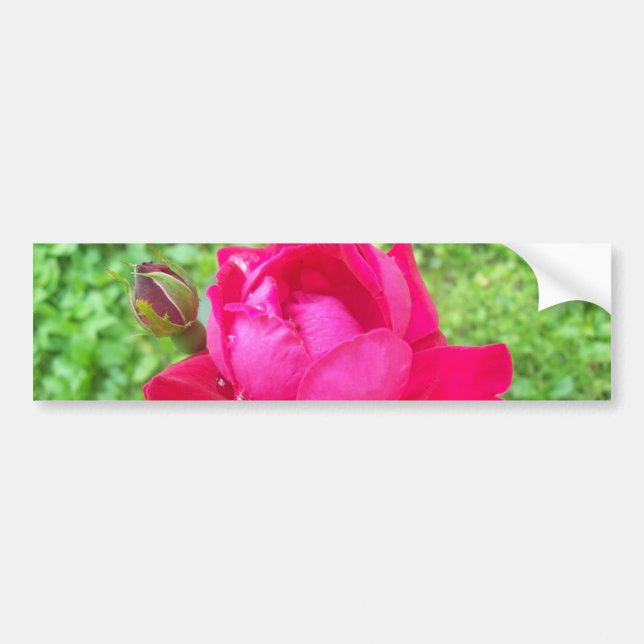 Adesivo Para Carro Rosa in Bloom (Frente)