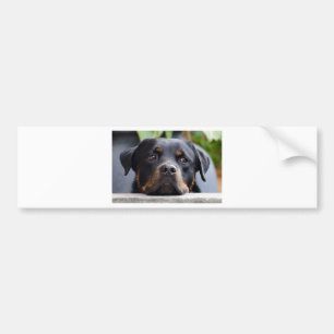Adesivo Para Carro rottweiler 2.png
