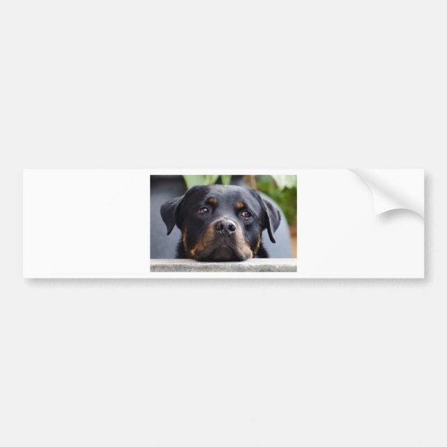Adesivo Para Carro rottweiler 2.png (Frente)