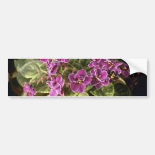 Adesivo Para Carro Saintpaulia "escolha roxa" da lavanda (africano