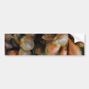 Adesivo Para Carro Salak [Fruta Cobra]