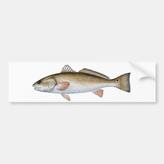 ADESIVO PARA CARRO SALMONETESS (Frente)