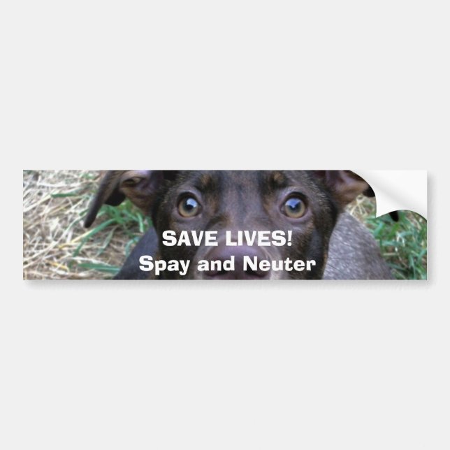 Adesivo Para Carro SALVAR VIDAS! Spay e neutralize (Frente)