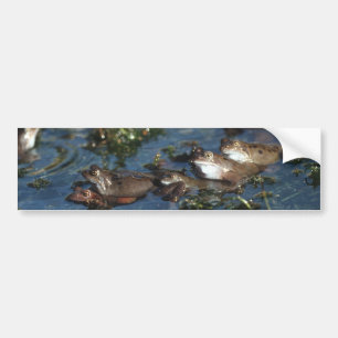 Adesivo Para Carro Sapos engraçados