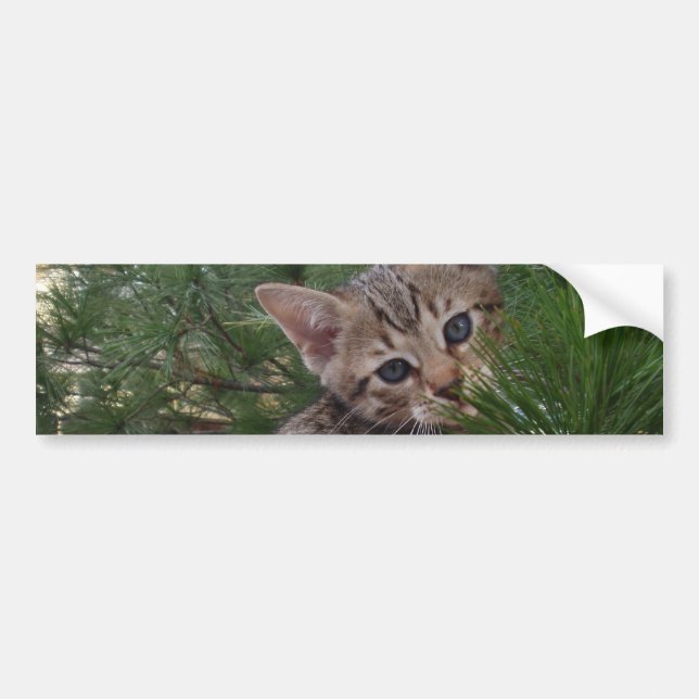 Adesivo Para Carro Savannah Cat Background Bumper Sticker (Frente)