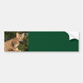 Adesivo Para Carro Savannah Cat Background Bumper Sticker