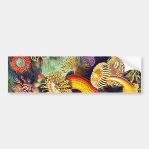 Adesivo Para Carro Sea Anemones Ernst Haeckel Belas Artes