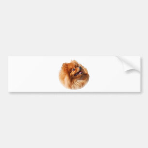 Adesivo Para Carro Spitz de Pomeranian