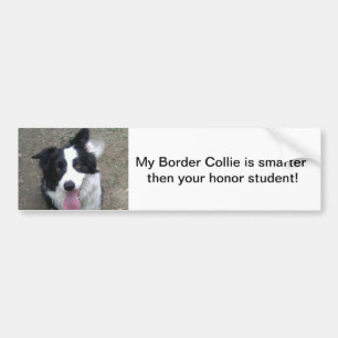 Adesivo Para Carro Sticke do pára-choque de border collie