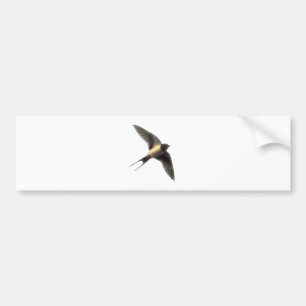 Adesivo Para Carro Swallow Bumpersticker com fundo branco