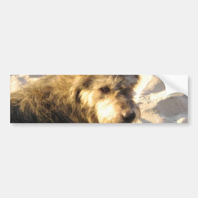 Adesivo Para Carro Tailandês Beach Dog (Frente)