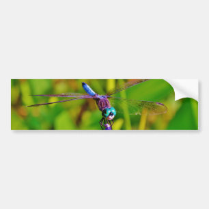 Adesivo Para Carro Teal Rainbow Dragonfly