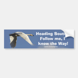 Adesivo Para Carro Trompeter Swan Bumpersticker