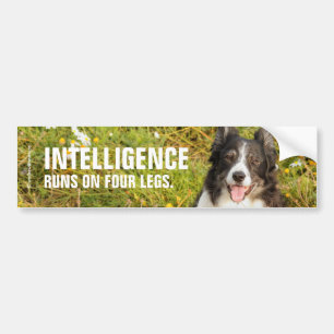 Adesivo Para Carro Um Collie de Borda Muito Amigável