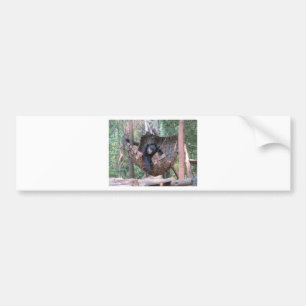 Adesivo Para Carro Urso Sonolento Parque Florestal Trilha Camping Art