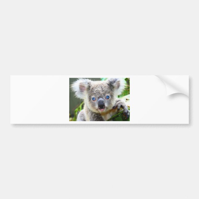 Adesivo Para Carro Ursos Koalás (Frente)