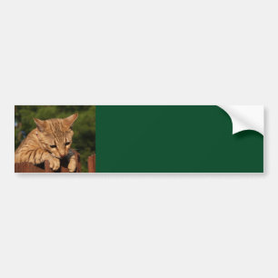 Adesivo Para Carro Vinheta de Bumper de Gata Savana