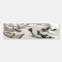 Vintage Harp Seals in Artic Snow (Focos de Harp no