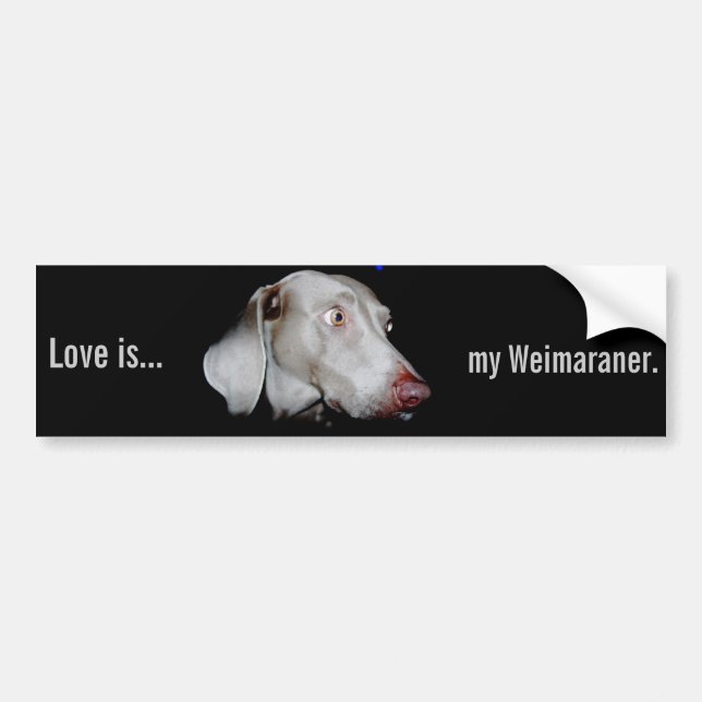 Adesivo Para Carro Weimaraner - o fantasma cinzento (Frente)