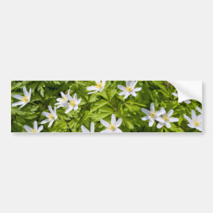 Adesivo Para Carro Wood Anemone