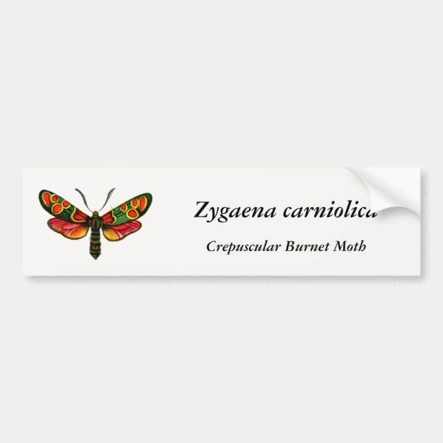 Adesivo Para Carro Zygaena carniolica - A Gente De Burnet (Frente)