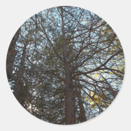 Adesivo Para cima através das filiais