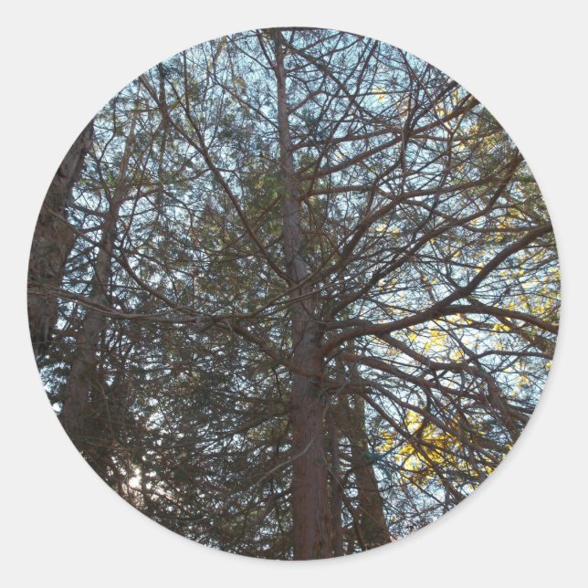 Adesivo Para cima através das filiais (Frente)