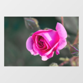 Adesivo para Janela - Fotografia de Rosa e Botões