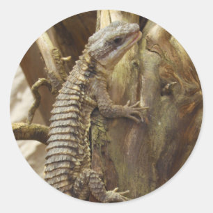 Adesivo Para o leste lagarto cintado tropical