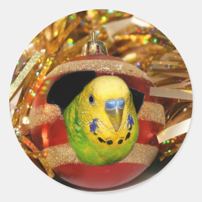 Adesivo Parakeet Christmas (Frente)