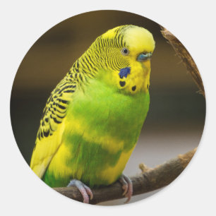 Adesivo Parakeet Personalizado do Orçamento Inglês