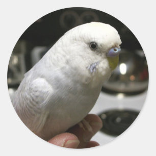 Adesivo Parakeet Todo-Branco Demure com escala elétrica