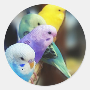 Adesivo Parakeets