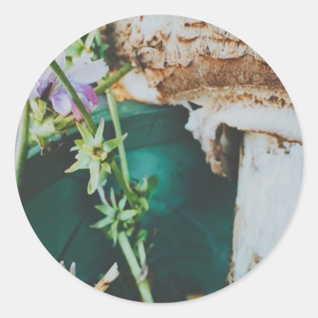 Adesivo Parasol mushroom, Swedish Archipelago, Sweden (Frente)