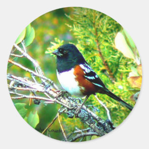 Adesivo Pardal tomado partido Rufous do Towhee