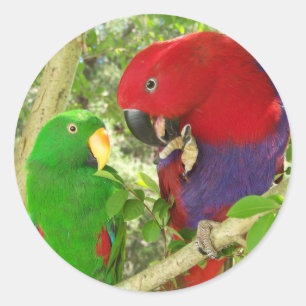 Adesivo Pares de Eclectus