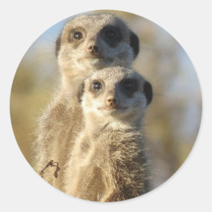 Adesivo Pares de Meerkats