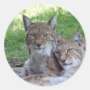 Adesivo pares do lince