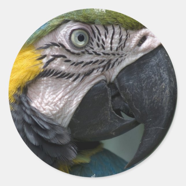 Adesivo Parrot Sticker (Frente)