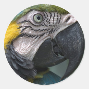 Adesivo Parrot Sticker