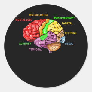 Adesivo Partes A Anatomia cerebral Aprendizado Colorido de