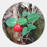 Partridge Berry Wildflower
