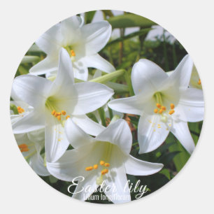 Adesivo Páscoa Lily [Seal Redonda] ラ ウ ン ド Team