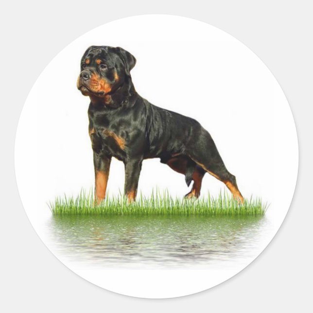 Adesivo Pasha Earl Antonius (Frente)