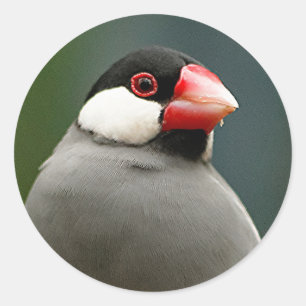 Adesivo Passarinho de Java