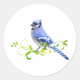 Adesivo Pássaro azul-jay