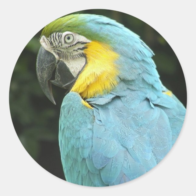 Adesivo Pássaro bonito (Frente)