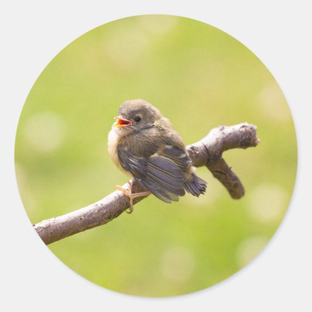 Adesivo Pássaro bonito cantando feliz num dia de verão (Frente)